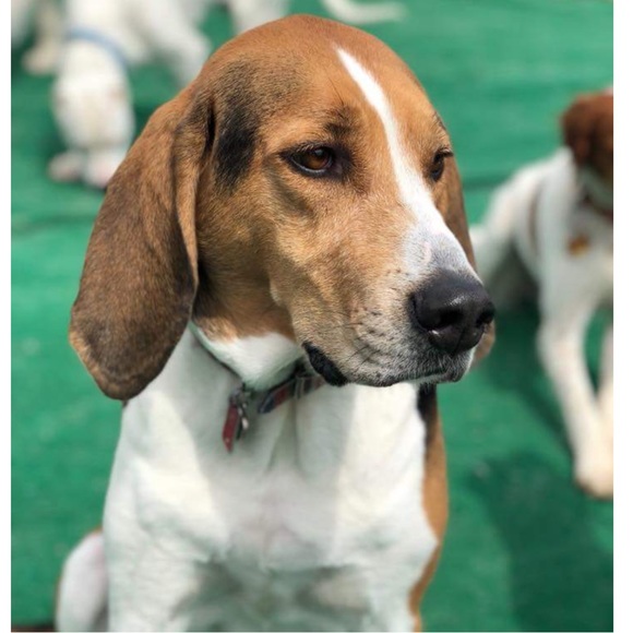 Treeing walker coonhound explained - Picture 9 of 15